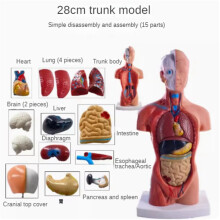 2X Torso Mannequin Anatomy Doll 15 Removable Parts Educational Organ Model Human Internal Organ Anatomy Model