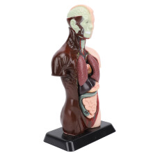 Human Body Anatomy Model Kit, Plastic, 24.5x12.5x7.5cm Educational Medical Demo