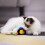 Interactive Cat Toy with Animal Sounds and Squeak Function 5