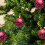 12pcs Shatterproof Red Christmas Baubles with Strings 5