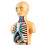 3D Science Human Body Torso Model Removable Internal Organs Educational DIY Toys 2