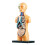 3D Science Human Body Torso Model Removable Internal Organs Educational DIY Toys 5