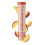 REHYDRATION NATION Punchy Peach Hydration Tablets - Sugar-Free 1