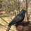 24Pcs Halloween Black Crows Feathered Crows Realistic Looking Handmade Feathered Crow , 3 Styles 6
