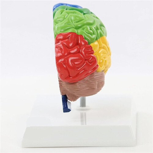 3X Right Hemisphere of Brain Human Body Model Education Brain Model 1:1 for Student Teaching Study Assembling Model 2