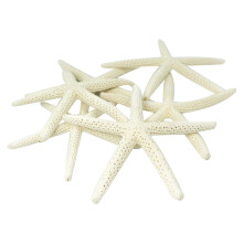12 Stücke Weißer Finger Seestern 5-10 cm Dekoration Zierfinger Seestern