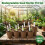 (8cm x 60 Pulp Pots 60 Labels) 3.1/4\" Biodegradable Seedling Pots - 60Pcs 4