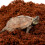 (2pcs) Coconut Coir Moss Reptile Substrate for Terrariums 12