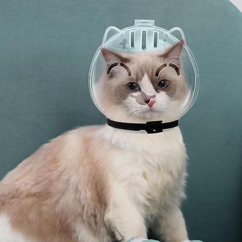 Breathable Cat Muzzle, Transparent Head Cover, AntiBite Shield, Adjustable Kitten Helmet 1