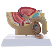 1:2 Male Pelvic Sagittal Section Testicular Prostate Bladder Rectal Urinary System Model