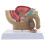 1:2 Male Pelvic Sagittal Section Testicular Prostate Bladder Rectal Urinary System Model 1