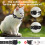 Para Air Tag Cat Collar, Coleira Refletiva para Gato com Fivela de SegurançA e Suporte ImpermeáVel em Largura de 3/8 Polegadas, Preto 5