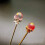 Glass Marbles Pink 10mm 100 pcs 3