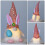 TETOU2 τεμάχια Πασχαλινά LED Gnomes Λαγουδάκι Λούτρινα Πούλιες Κουνέλι Αυγό Άνοιξη 4