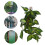 BoxNFF‑86 Variegierte Blatt-Simulationsrebe 2–2,5 m 13