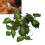 BoxNFF‑86 Variegierte Blatt-Simulationsrebe 2–2,5 m 1