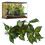 BoxNFF‑86 Variegierte Blatt-Simulationsrebe 2–2,5 m 16