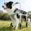 Minimal Weight Animal Aid Frame constructed From Aerospace-S 5