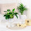 (Transparent) Hydroponic Plastic Vase, Stylish Water-saving Planter 2