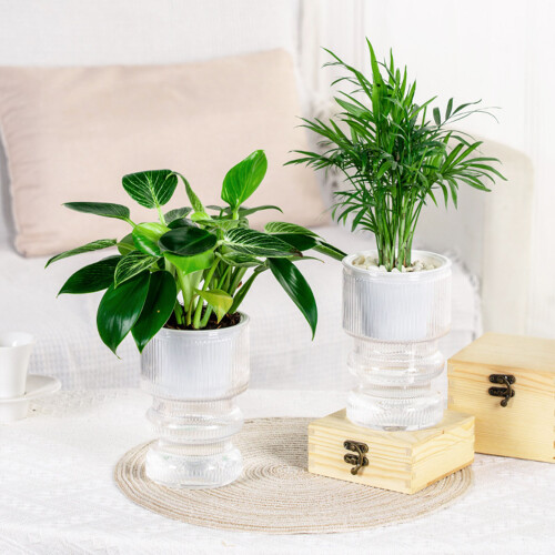 (Transparent) Hydroponic Plastic Vase, Stylish Water-saving Planter 1