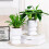 (Pure White) Hydroponic Plastic Vase, Stylish Water-saving Planter 2