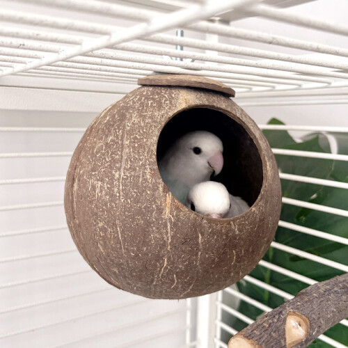 Natural Coconut Shell Bird Shelter Nest-Chain styles 2