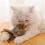 Interactive Flapping Bird Cat Toy - Simulated Chirping Bird, Engaging Toy for Cats,Durable and Fun 5