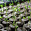 (30*15mm) Seed Starter Peat Pellets for Plants & Herbs 5