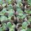 (30*15mm) Seed Starter Peat Pellets for Plants & Herbs 10