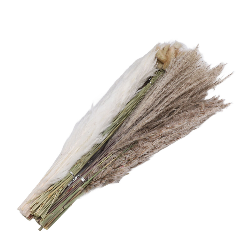 Pampas Grass Dried Flowers 110
