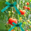 (1.2cm) PVC Garden Plant Ties, Waterproof Binding Ribbon 2