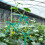 (1.2cm) PVC Garden Plant Ties, Waterproof Binding Ribbon 3