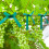 (1.2cm) PVC Garden Plant Ties, Waterproof Binding Ribbon 4