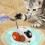 Plastic Turbo Tail Cat Rechargeable Feathers Electronic  Cat Toy Exercise Automatic Moving Remote Control Car 3