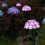 Solar Simulation Hydrangea Lights 10 LED Garden Decorative Pathway Lighting 10