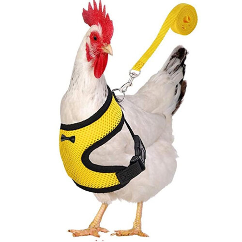 Adjustable Breathable Chicken Harness with 3.6 Feet Leash Yellow S 1