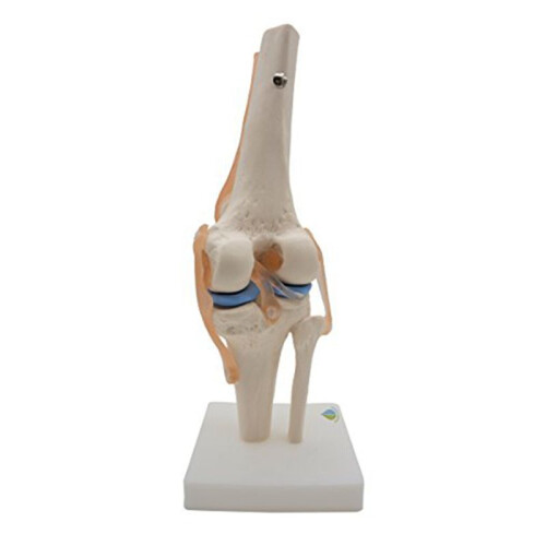 2X Anatomical Knee Joint with Ligaments Model, Life Size 2