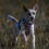 Embark Urban Dog Harness, No-Pull, 2 Clips, Medium Dogs 9