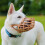 Baskerville Basket Muzzle - Dog Pant/Drink, Prevents Biting, Size 9 2