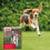 Beaphar Beaphar One Dose Worming Tablets, Medium/Large Dogs, 2 Tablets 6