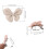 Curtain Tiebacks Decorative Curtain Holdbacks-princess pink 5