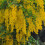 Goldregen 2L 4