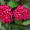 Gartenhortensie Red Baron 2L 1