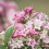 Liebliche Weigelie Nana Variegata 2L 1