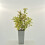 Liebliche Weigelie Nana Variegata 2L 2