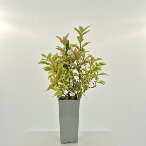 Liebliche Weigelie Nana Variegata 2L 1