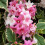 Liebliche Weigelie Nana Variegata 2L 3