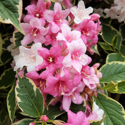 Liebliche Weigelie Nana Variegata 2L 2