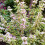 Liebliche Weigelie Nana Variegata 2L 4