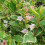 Liebliche Weigelie Nana Variegata 2L 5